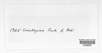 Coniothyrium fuckelii image